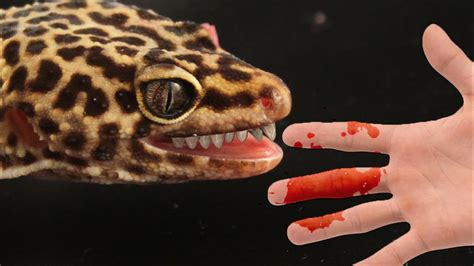 does leopard geckos bite